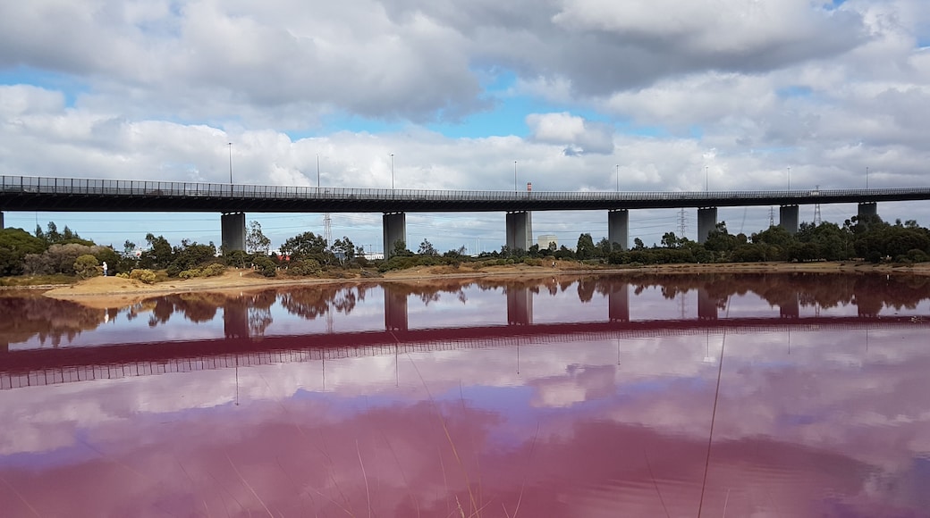 Westgate Lake turns pink. A combination of high salt and algae. Westgate bridge reflection.