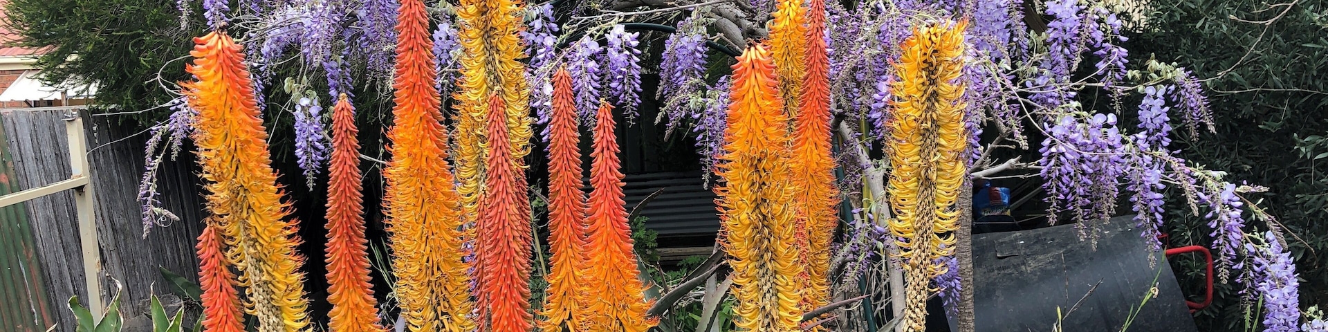 An Aloe vera plant and wisteria in full bloom in my backyard
