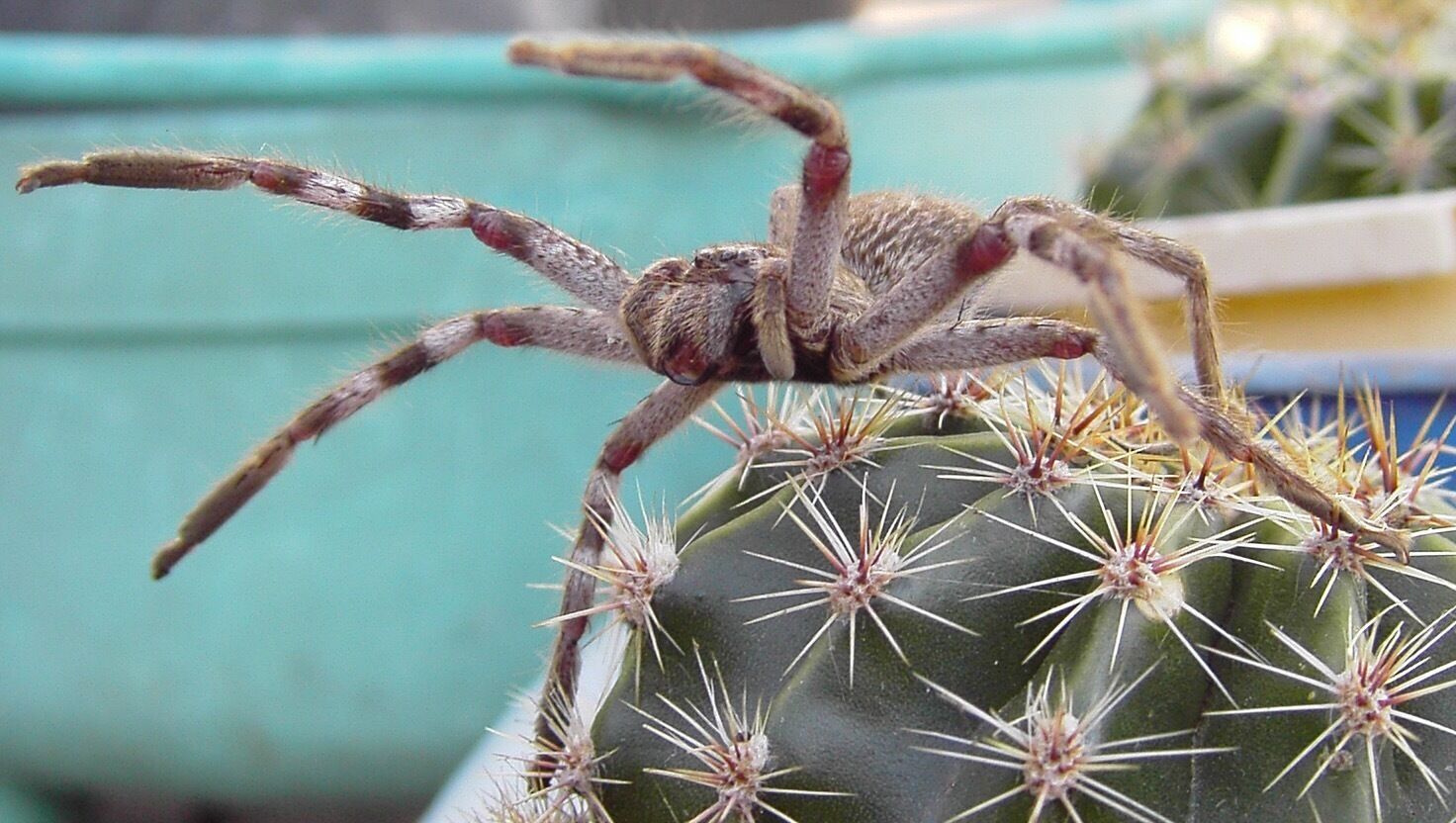 This is a common garden huntsman or garden wolf spider. It was climbing on the cactus and as I got closer it didn’t like it.
Naturally I left it alone to continue it wandering.
A lot of people would disagree but I think it is a beautiful creature