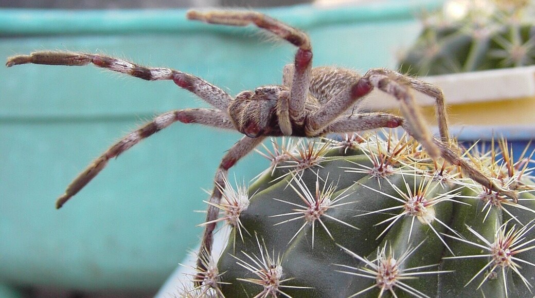 This is a common garden huntsman or garden wolf spider. It was climbing on the cactus and as I got closer it didn’t like it.
Naturally I left it alone to continue it wandering.
A lot of people would disagree but I think it is a beautiful creature