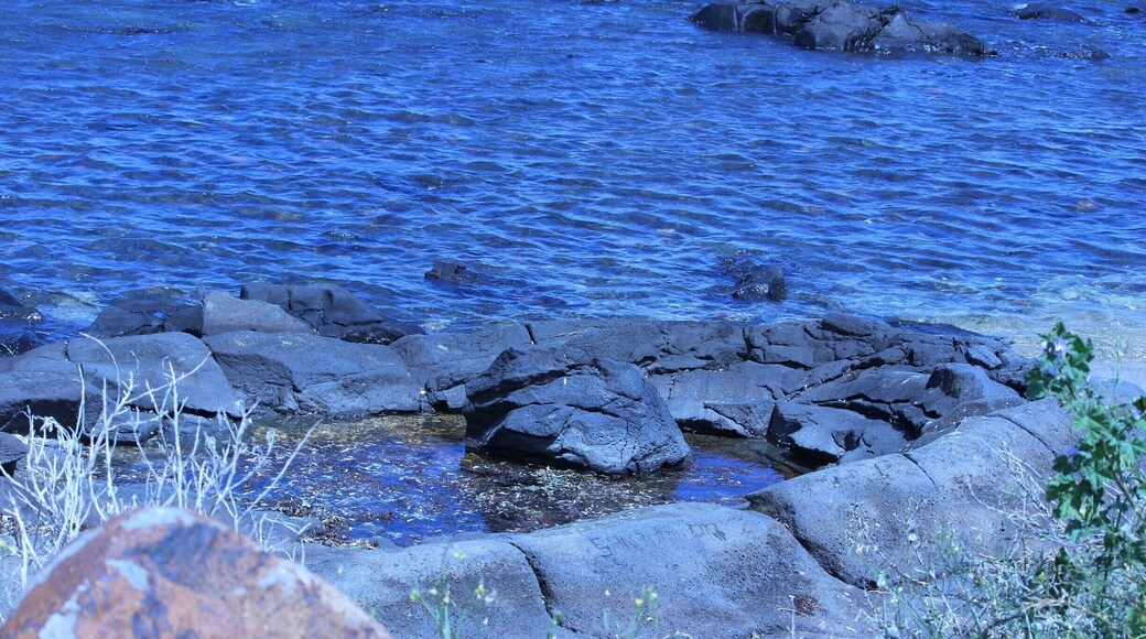 This 2m kidney shaped lava blister was formed millions of years ago and is very rare. Originally, it was a bubble of magma but the curved roof collapsed.
There is an informative sign near the blister which has more information. #localgem