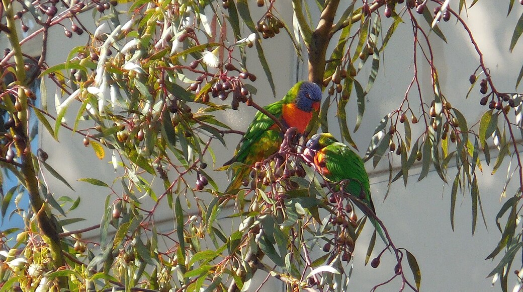 Rainbow Lorikeets of Richmond, a central suburb of Melbourne. Identified using Backyard Bird Finder. Very useful tool, check it out!
http://www.birdsinbackyards.net/finder
