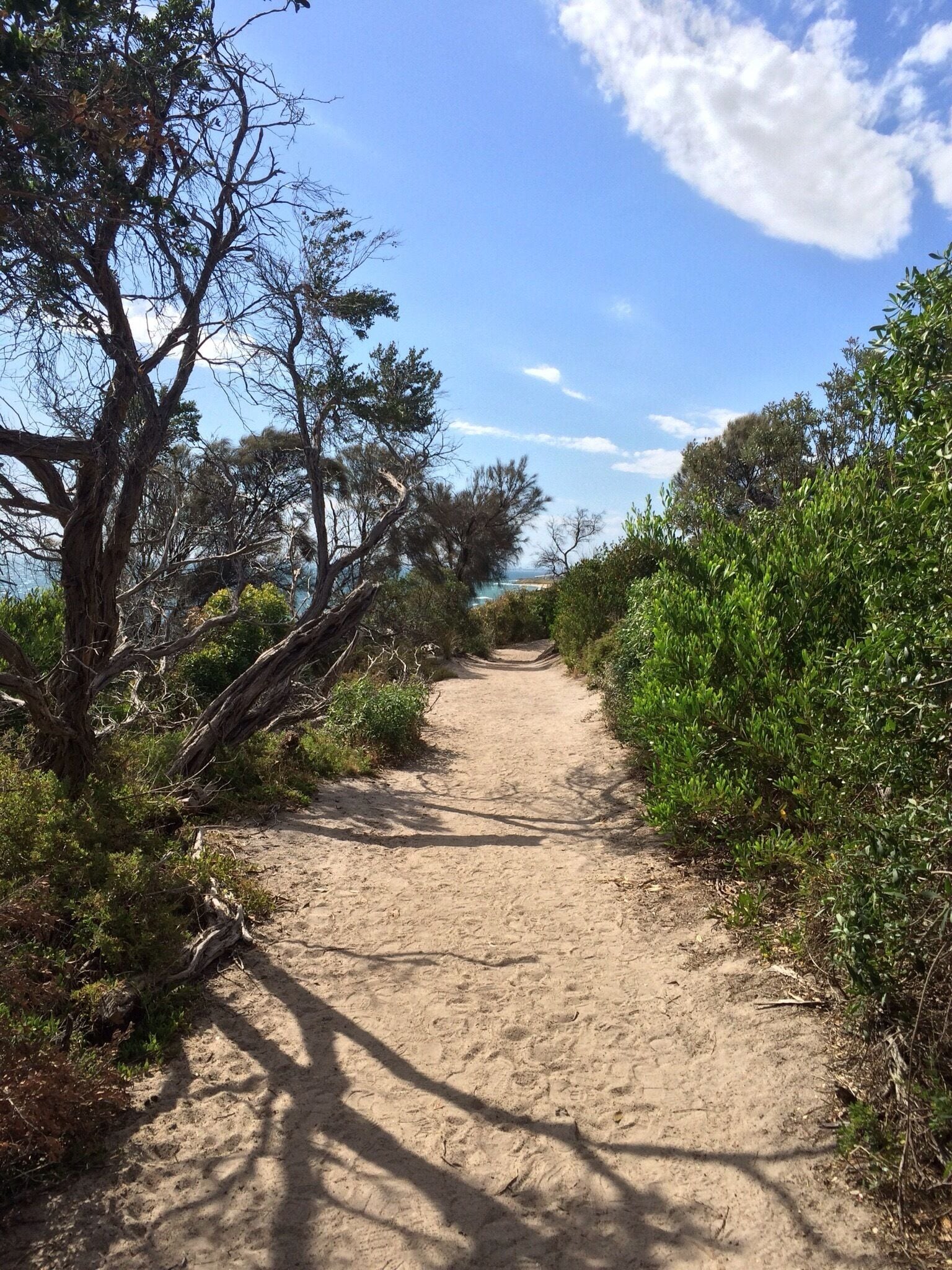 Beach Park in Sandringham, Victoria; AUSTRALIA on Christmas afternoon.  
This coastal walk hugs the cliff tops between Sandringham and Half Moon bay at Blackrock... and beyond.  There is intermittent access trails down onto the bayside beach.  
This shot was taken on the way back to Sandringham - a path wearing many footprints!