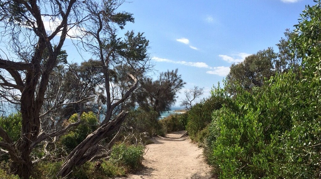 Beach Park in Sandringham, Victoria; AUSTRALIA on Christmas afternoon.
This coastal walk hugs the cliff tops between Sandringham and Half Moon bay at Blackrock... and beyond. There is intermittent access trails down onto the bayside beach.
This shot was taken on the way back to Sandringham - a path wearing many footprints!
