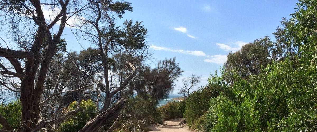 Beach Park in Sandringham, Victoria; AUSTRALIA on Christmas afternoon.  
This coastal walk hugs the cliff tops between Sandringham and Half Moon bay at Blackrock... and beyond.  There is intermittent access trails down onto the bayside beach.  
This shot was taken on the way back to Sandringham - a path wearing many footprints!