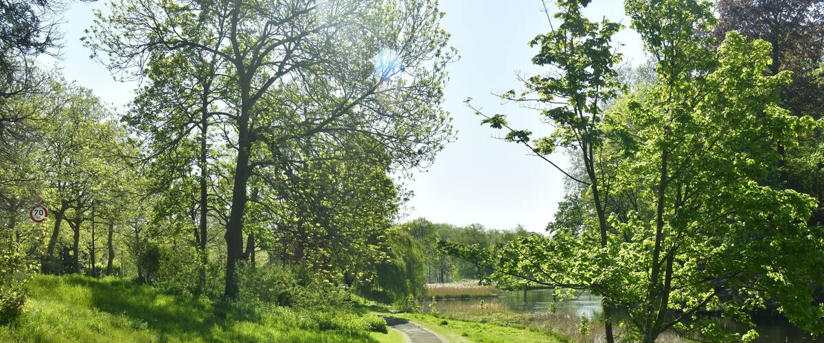 Chemin en bitume entre l'un des étangs et l'avenue de Tervuren en pleine nature luxuriante du parc de Woluwe à Woluwé-St-Pierre