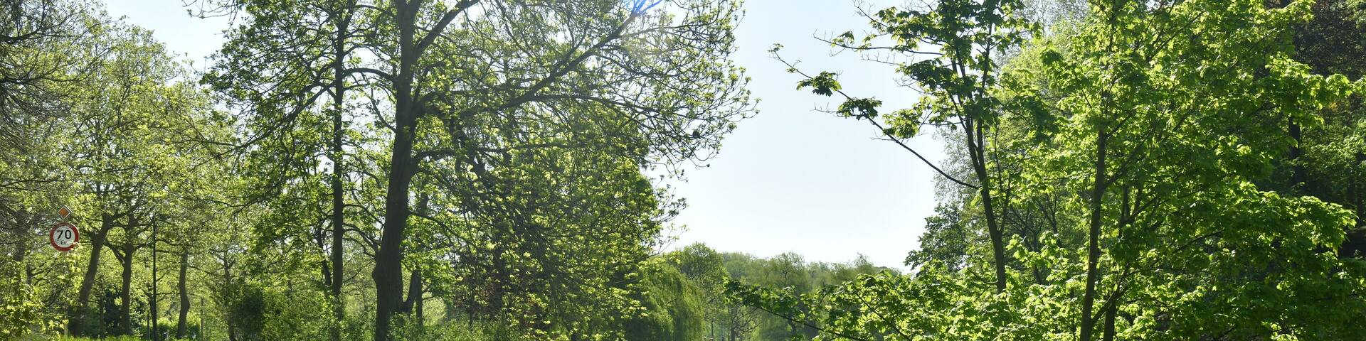 Chemin en bitume entre l'un des étangs et l'avenue de Tervuren en pleine nature luxuriante du parc de Woluwe à Woluwé-St-Pierre
