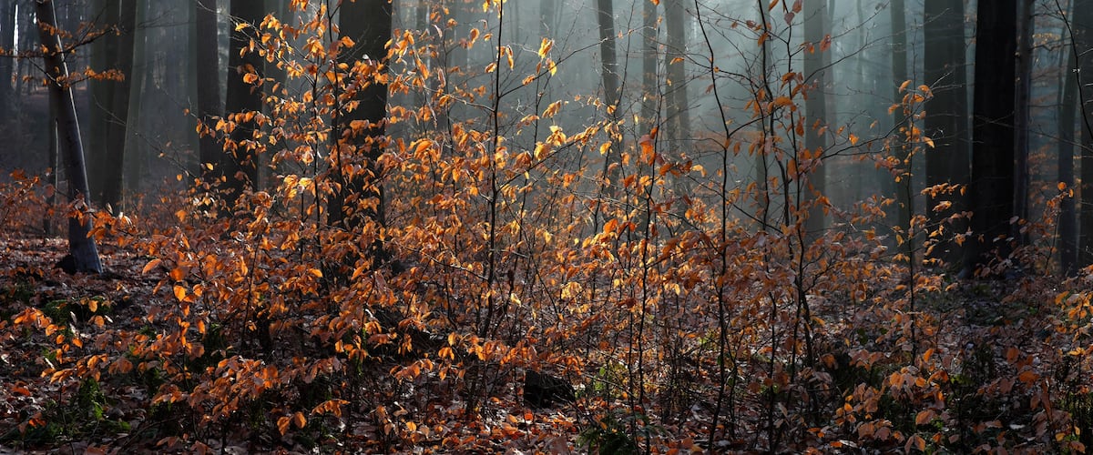 Une forêt aux feuilles d’automne et aux arbres imposants.