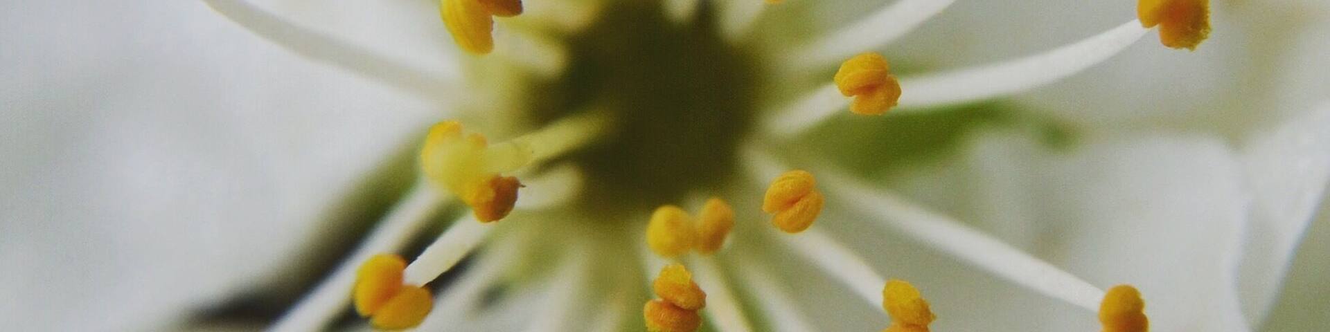 Spring is in the country! All fruit trees are in blossom and bees buzzing around! I love this time of the year #spring #fruittrees #blossom #bees #flowers #pollen #nature #photography #naturephotography #yellow #springfun