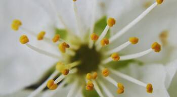 Spring is in the country! All fruit trees are in blossom and bees buzzing around! I love this time of the year #spring #fruittrees #blossom #bees #flowers #pollen #nature #photography #naturephotography #yellow #springfun