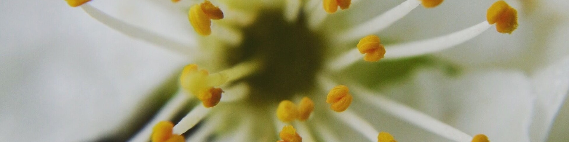 Spring is in the country! All fruit trees are in blossom and bees buzzing around! I love this time of the year #spring #fruittrees #blossom #bees #flowers #pollen #nature #photography #naturephotography #yellow #springfun