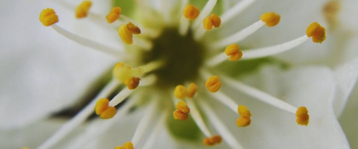 Spring is in the country! All fruit trees are in blossom and bees buzzing around! I love this time of the year #spring #fruittrees #blossom #bees #flowers #pollen #nature #photography #naturephotography #yellow #springfun