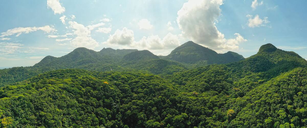 A lush green forest with a mountain range in the background.