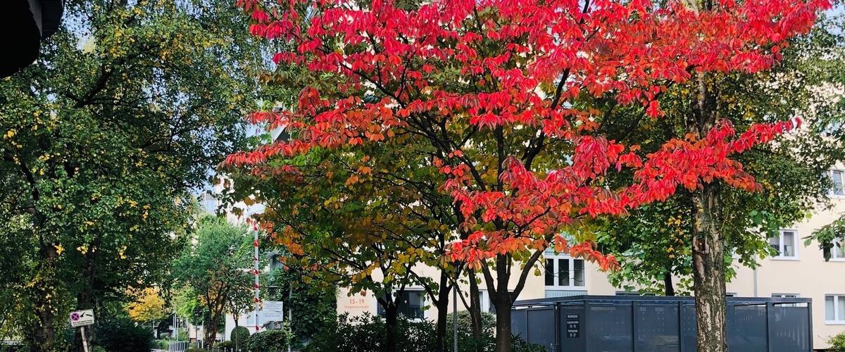 Fall foliage.