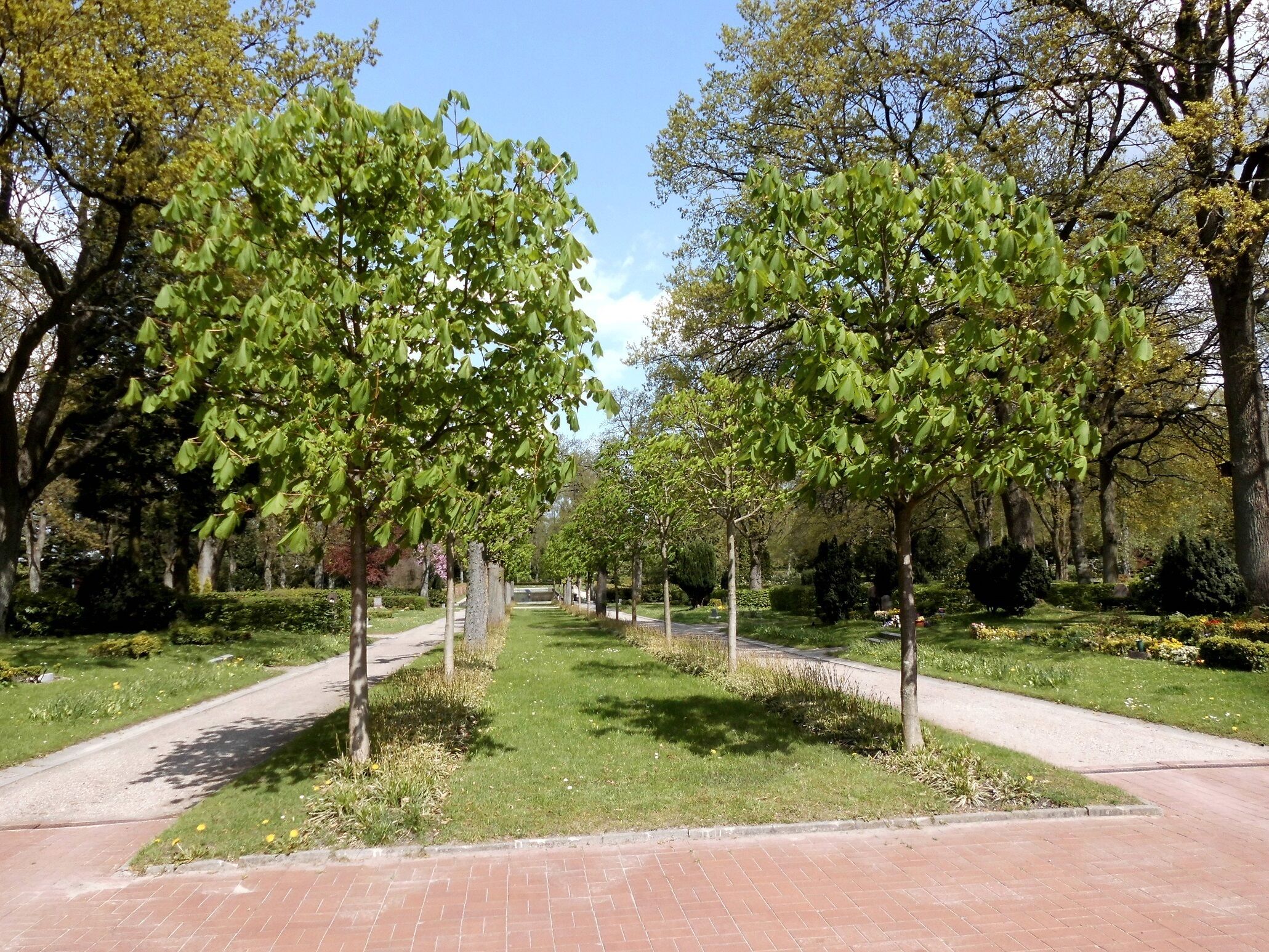 Die Kastanienallee (Formschnitt) auf dem alten Kieler Urnenfriedhof.