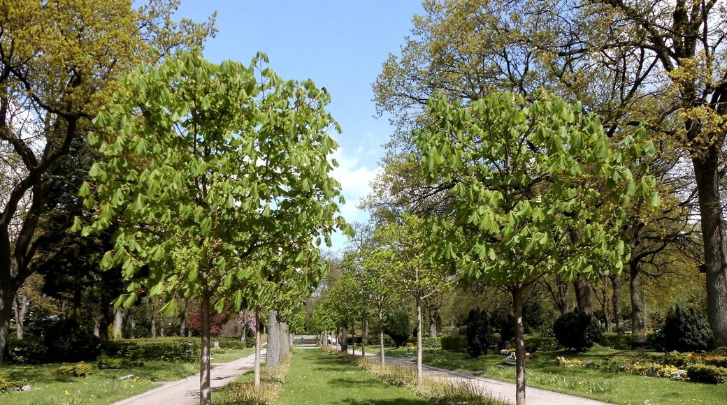 Die Kastanienallee (Formschnitt) auf dem alten Kieler Urnenfriedhof.