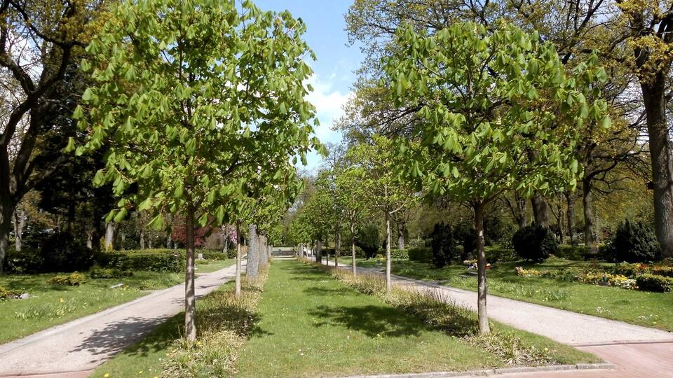 A park with a paved walkway flanked by trees and grass.
