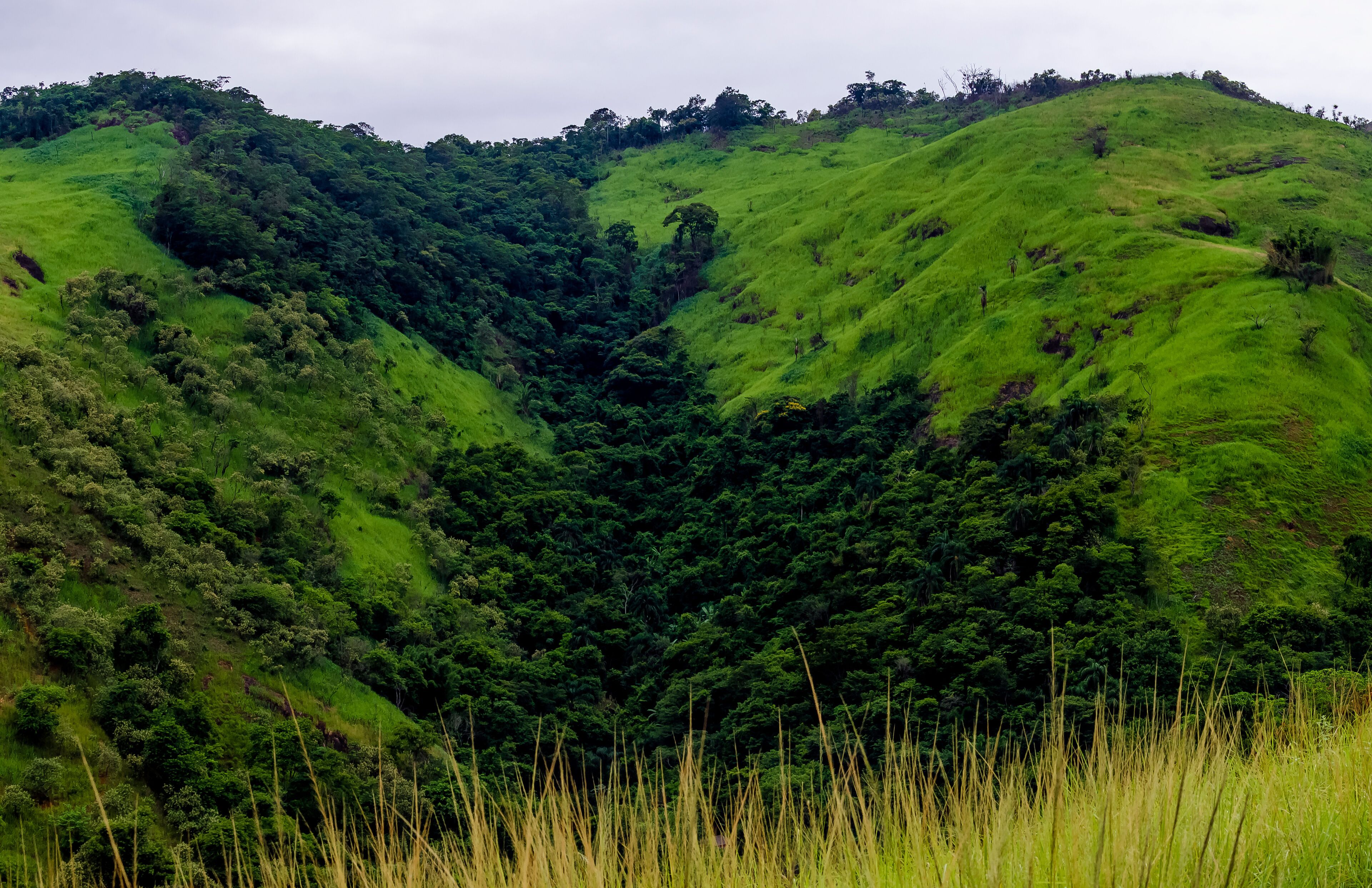 A lush green valley with dense forest and rolling hills.