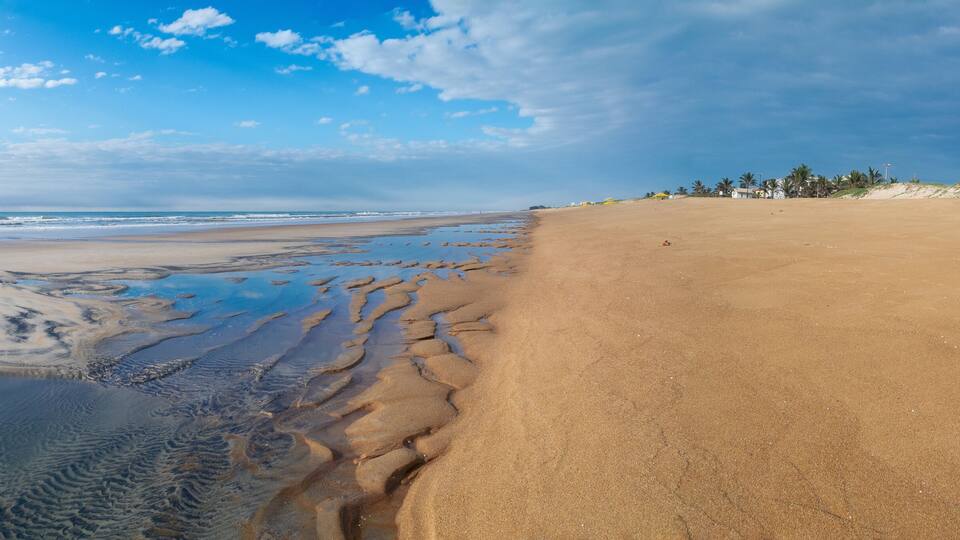 A beach with wet sand near the water, palm trees, and a clear sky.