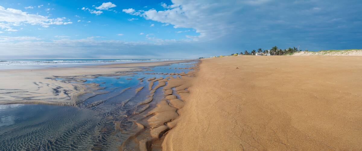 A beach with wet sand near the water, palm trees, and a clear sky.