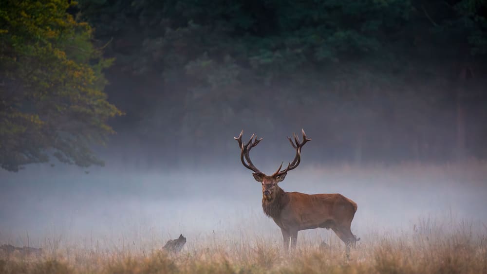 Un cerf dans un champ herbeux, avec des arbres en arriĂšre-plan.