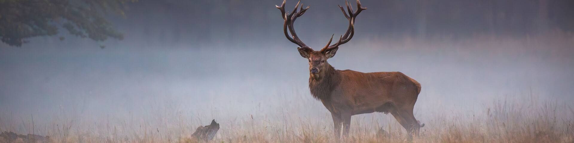 Stag or Red Deer (Cervus elaphus) during rut time, Dyrehaven, Denmark