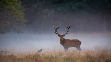 A stag in a grassy field with trees in the background.