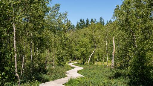 Wooden path trail at the peat bog Bøllemosen surrounded by birch trees, blueberries and other unique plant life - Jægerborg Hegn, Skodsborg, Denmark