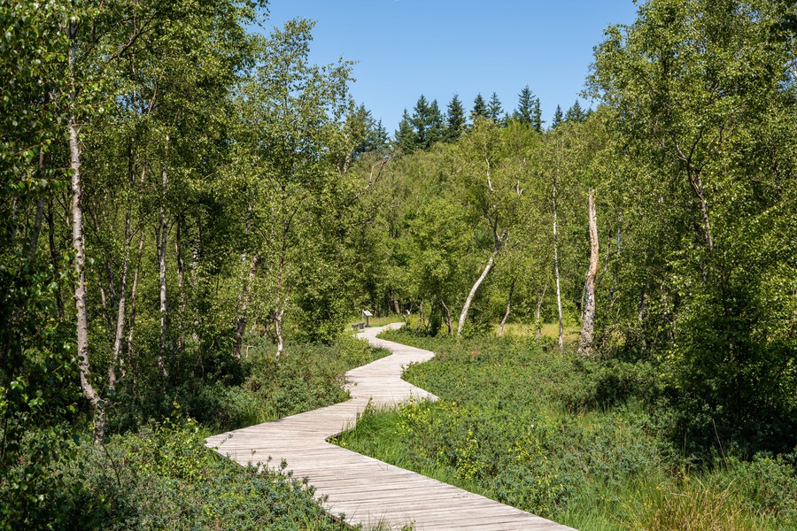 Wooden path trail at the peat bog Bøllemosen surrounded by birch trees, blueberries and other unique plant life - Jægerborg Hegn, Skodsborg, Denmark