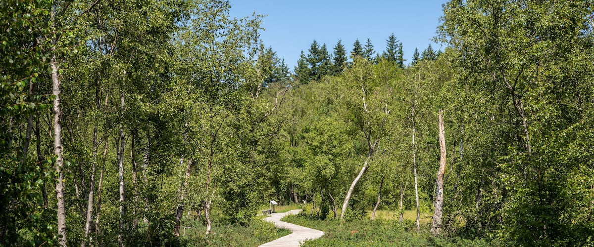 Wooden path trail at the peat bog Bøllemosen surrounded by birch trees, blueberries and other unique plant life - Jægerborg Hegn, Skodsborg, Denmark