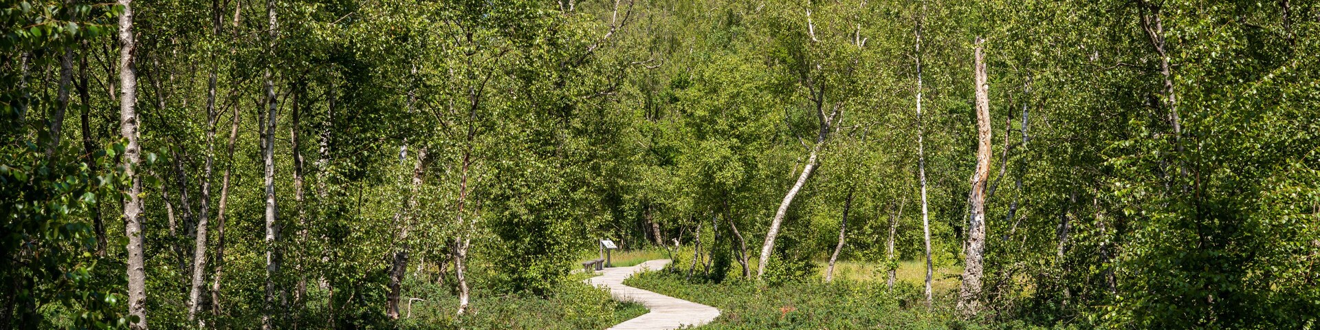 Wooden path trail at the peat bog Bøllemosen surrounded by birch trees, blueberries and other unique plant life - Jægerborg Hegn, Skodsborg, Denmark