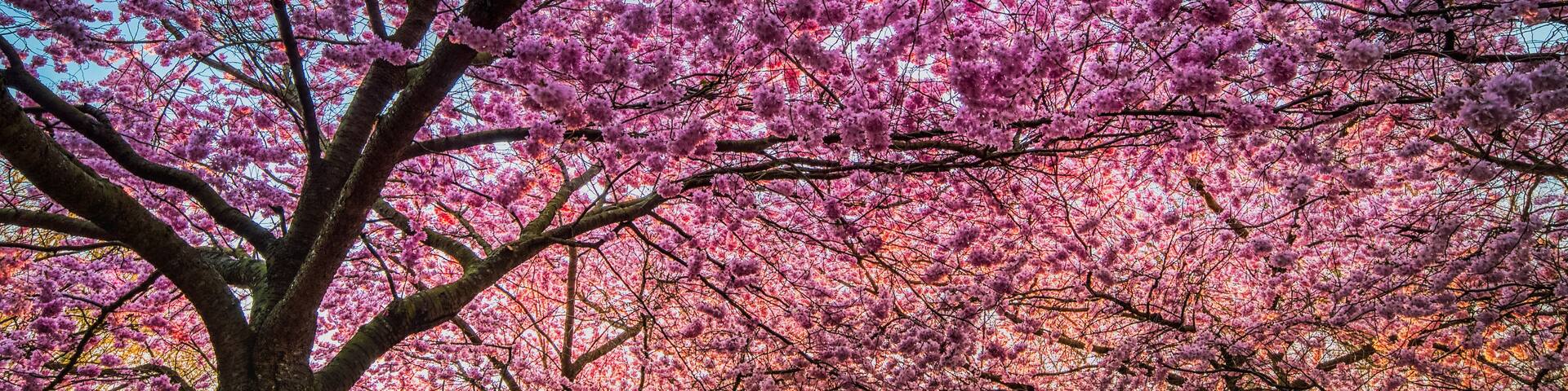 A park with cherry blossom trees in full bloom.