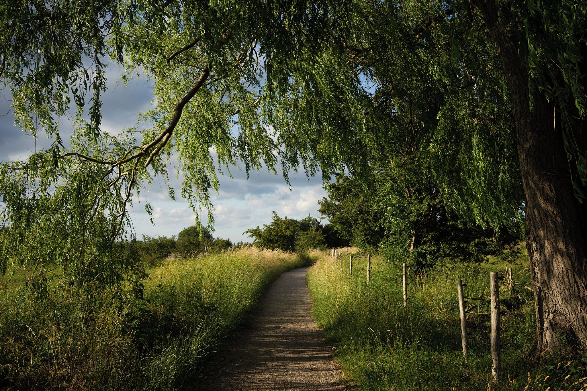 A narrow dirt path flanked by tall grass and trees.