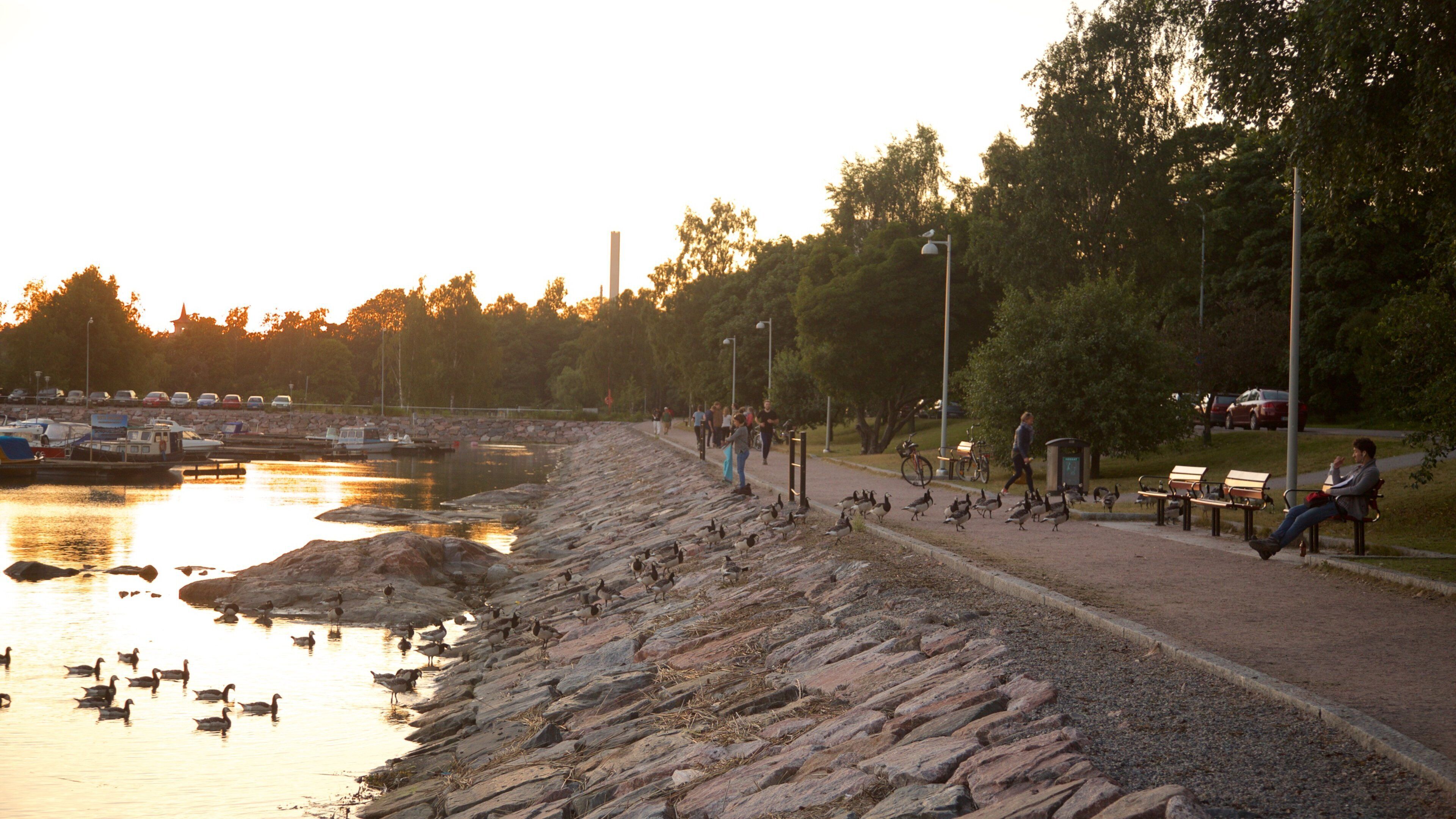 St Maarten and St Martin showing a sunset and bird life
