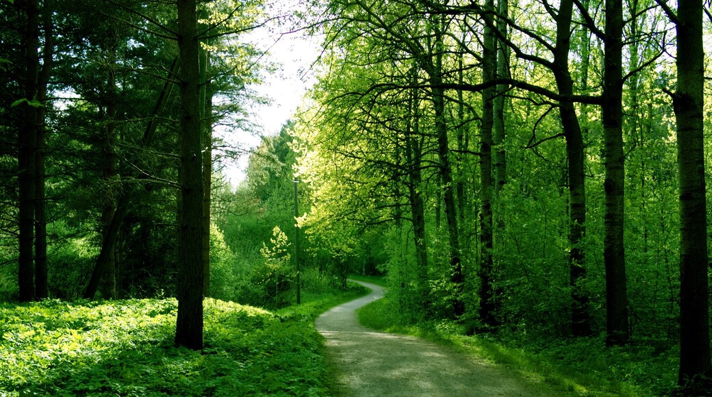 Summer forest, Helsinki Central park, Finland