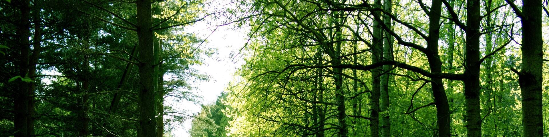 Summer forest, Helsinki Central park, Finland
