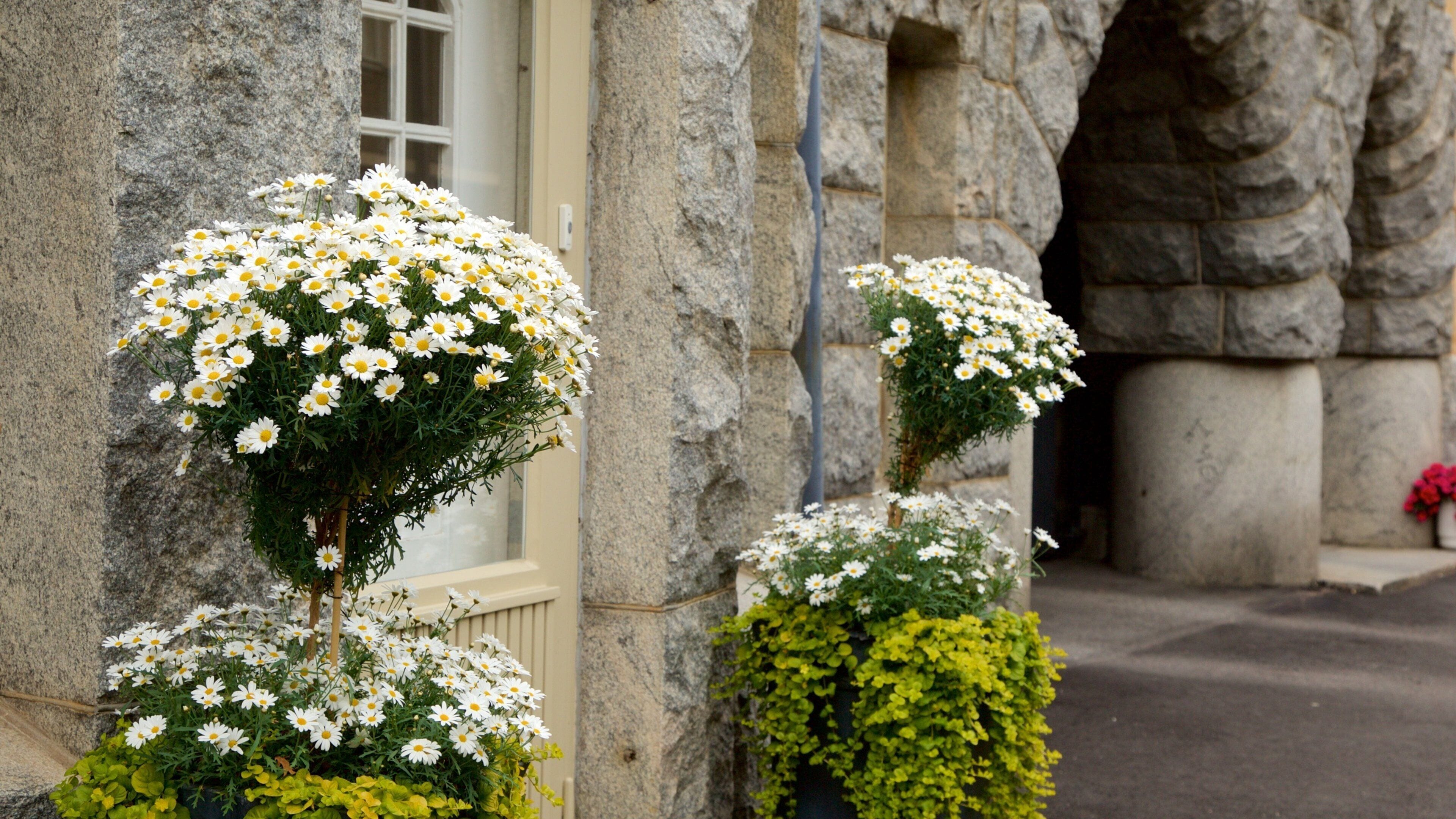 A building with stone walls and a window. There are three flower arrangements with white flowers and green foliage.