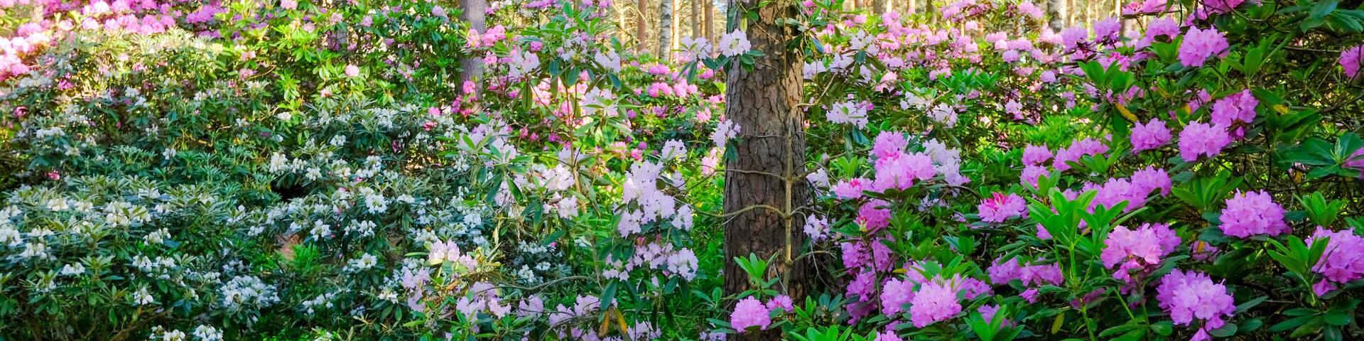 Rhododendron park in Helsinki in the Haaga District. Fabulous flower forest in Finland is popular tourist attraction