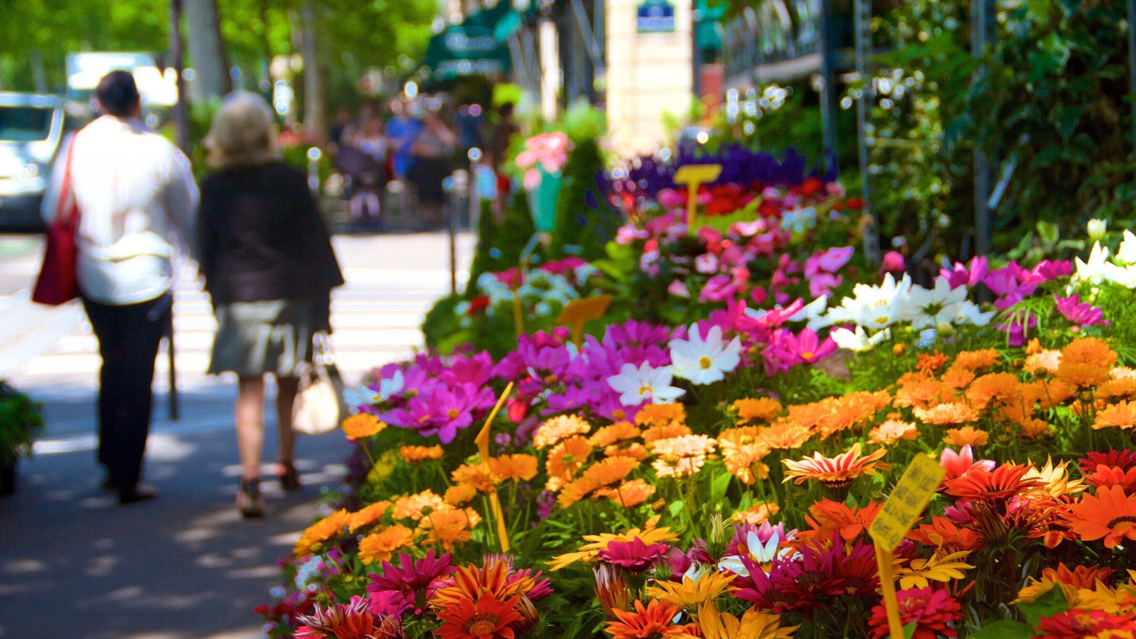 Île de la Cité showing flowers