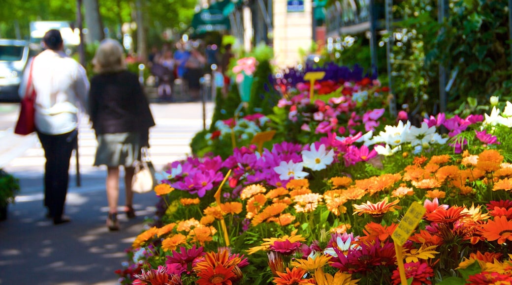 Île de la Cité showing flowers