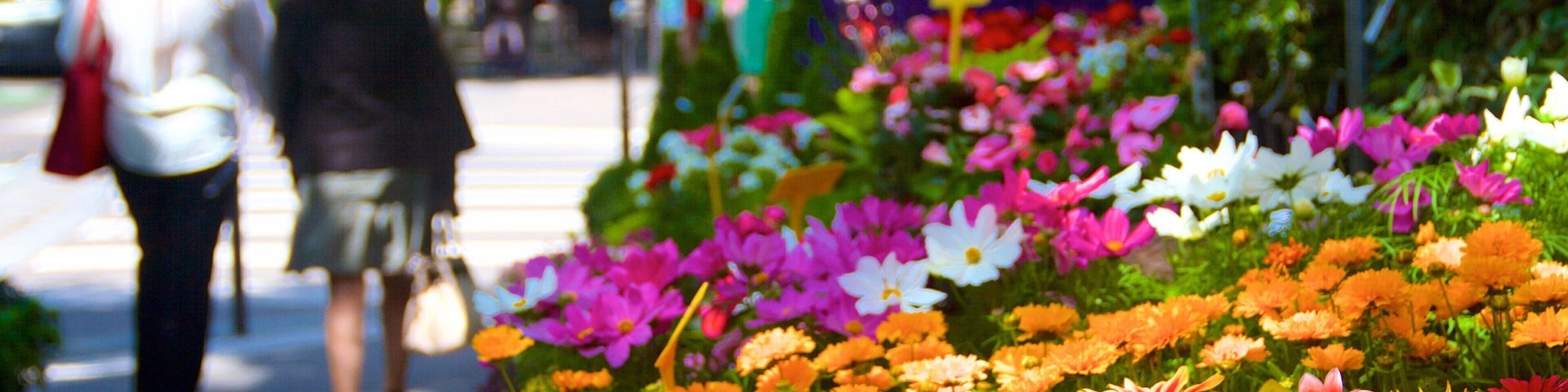 Un parterre de fleurs aux couleurs vives, composé de différentes espèces, un trottoir et des personnes qui se promènent.