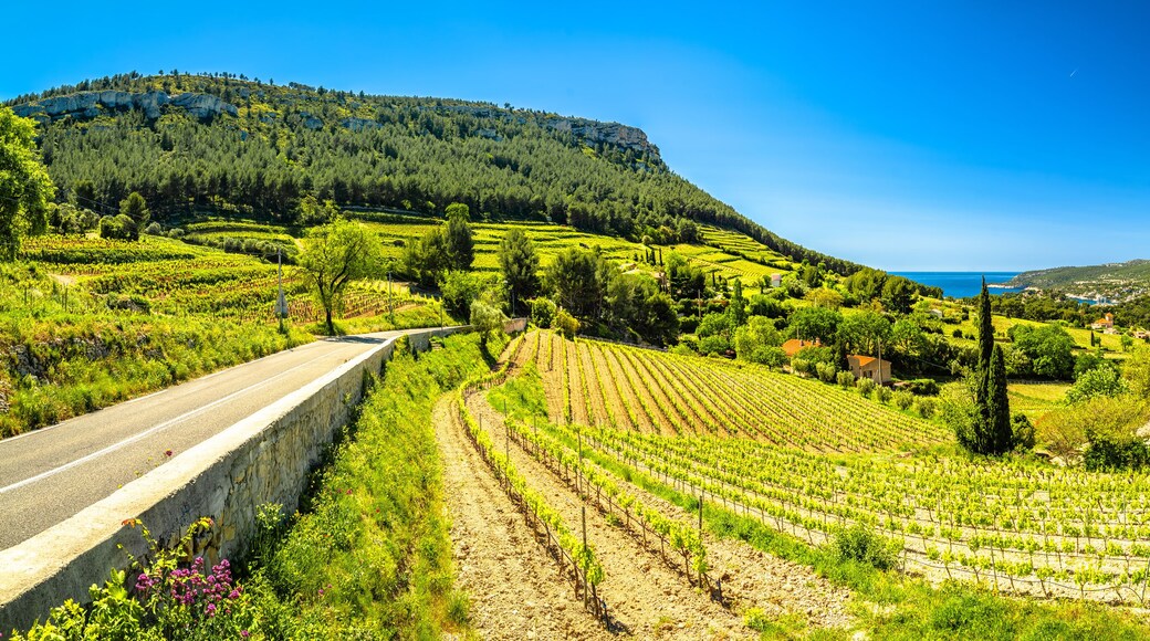 Scenic vineyard landscape of French riviera near Cassis panoramic view