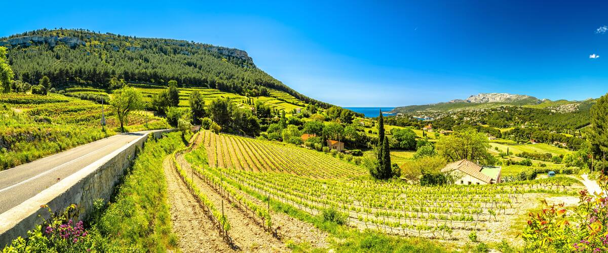 Scenic vineyard landscape of French riviera near Cassis panoramic view