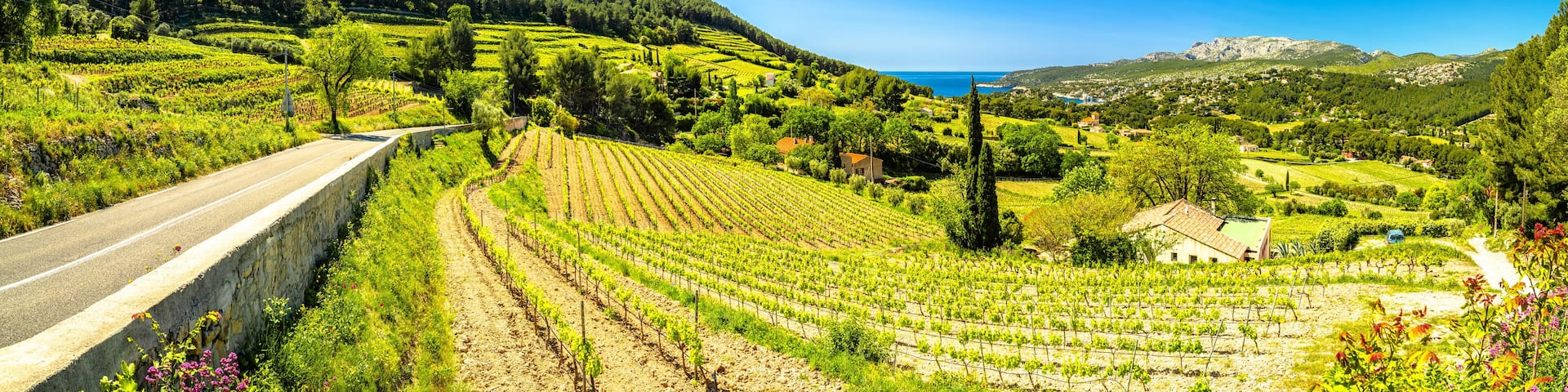 Scenic vineyard landscape of French riviera near Cassis panoramic view
