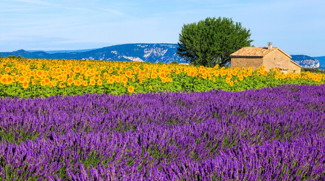 سان فيكتوريه