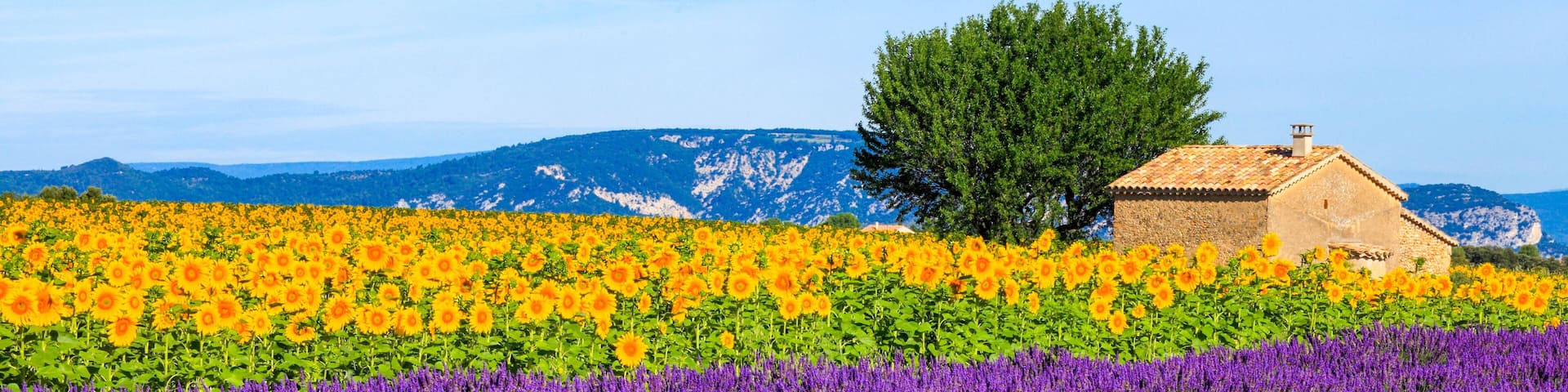 France, Provence, Alps Cote d'Azur, Haute Provence, Valensole Plateau, Lavender Field and stone barn