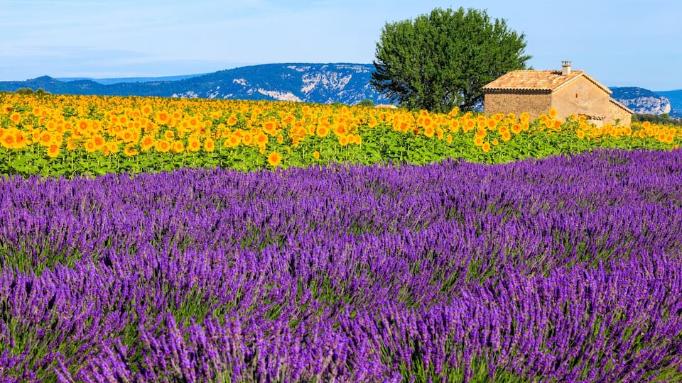 A field of purple lavender and yellow sunflowers with a rustic house and a tree in the background.