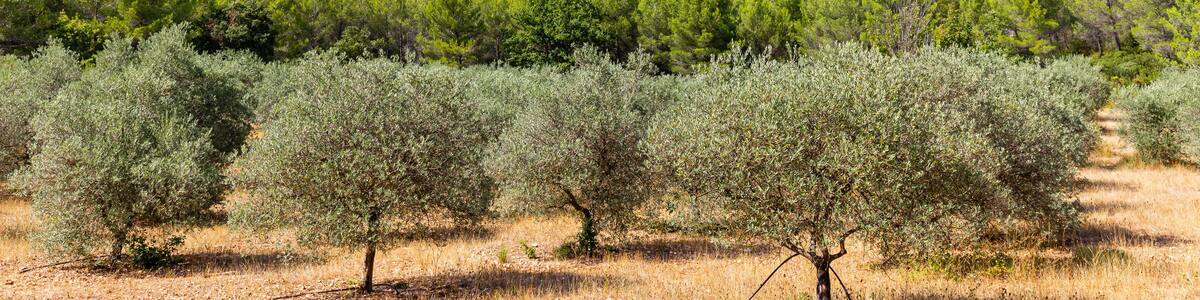 olive groves on the Sainte Victoire mountain range