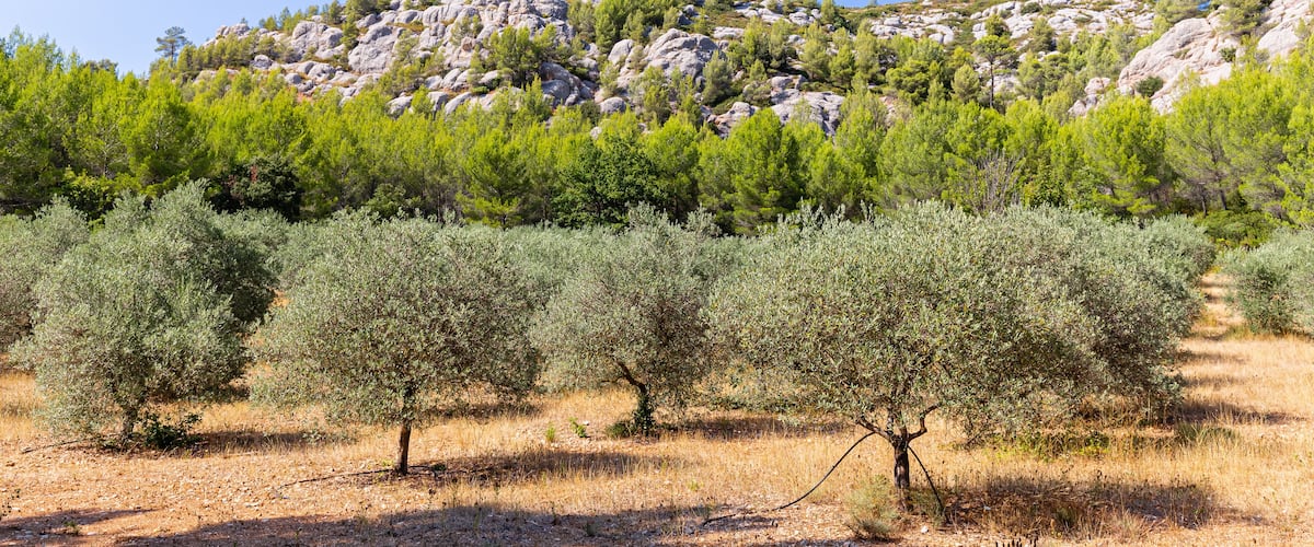 olive groves on the Sainte Victoire mountain range