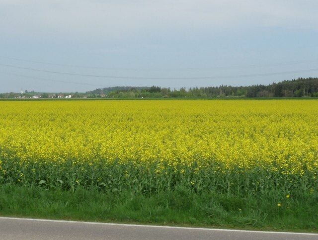 Rapsfeld bei Parsdorf